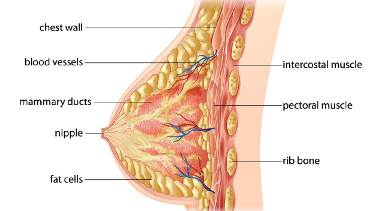 Information About Breast Cancer 
